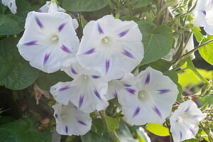 Flowering funnel vine 'Milky way' (Ipomoea purpurea)