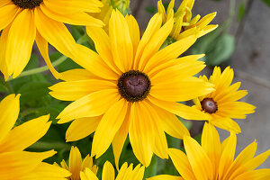 Schwarzäugige Rudbeckia (Rudbeckia Hirta), Blütenportrait