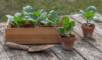 Forest tobacco (Nicotiana sylvestris), young plants in clay pots