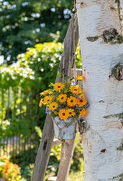 Marigolds and borage in a pot hanging on a ladder in the garden