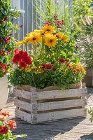 Dahlien, Rudbeckia Hirta und Kapkörbchen in Holzkiste auf Terrasse