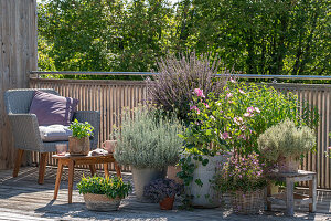 Seating area on the balcony with mallow, strawflower and herbs in plant pots