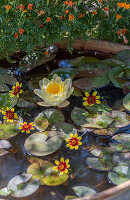 Water lilies and dahlia blossoms in the mini pond