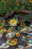 Seerosen und Dahlienblüten im Miniteich