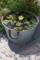 Water lilies and dahlia blossoms in the mini pond on the terrace