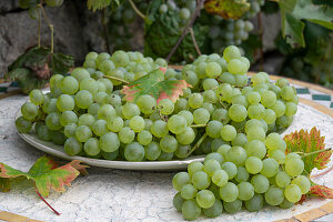 Grüne Weintrauben auf Gartentisch