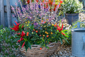 Coral bush (Solanum pseudocapsicum), chilli peppers, basil 'African Blue' in flower basket