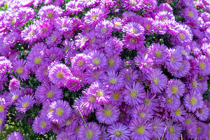 Bushy aster (Aster dumosus) in the bed