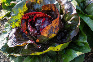 Radicchio-Salat im Beet