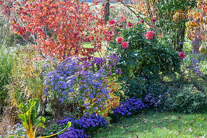 Autumn flowerbed with Japanese flowering dogwood (Cornus kousa), dahlias (Dahlia), lampion flower (Physalis alkekengi), cushion aster, chard