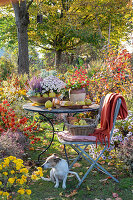 Herbstlicher Bauerngarten mit Herbstastern, Herbstchrysanthemen (Chrysanthemum), Lampionblume (Physalis alkekengi), Gartentisch mit Früchten und Hund