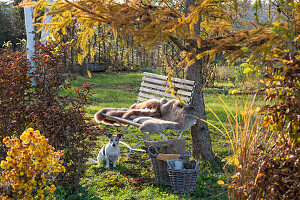 Herbstlicher Garten, Lärche, Herbstchrysantheme, Gartenbank und Hund