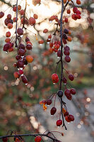 Twigs of an ornamental apple tree with water drops on the fruits