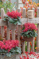 Flowerpots hanging on fence, Saxifrage (Saxifraga cortusifolia) 'Dancing Pixies'