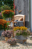 Blumentöpfe auf der Terrasse, alter Zinkeimer mit Sonnenbraut (Helenium), Felsen-Fettblatt (Sedum cauticola), Purpur-Fetthenne (Sedum telephium) und Herbstastern