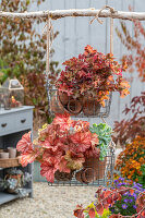 Herbstliche Blumenampel aus Blumentöpfen in hängenden Drahtkörben, mit Echeverie (Echeveria) und Purpurglöckchen (Heuchera)