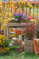 Gartendeko mit herbstlichen Blumentöpfen und Blumenkasten mit Kissenastern, Besenheide (Calluna vulgaris), Alpenveilchen (Cyclamen), und Federborstengras 'Rubrum' (Pennisetum setaceum) und Esskastanien