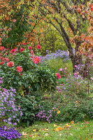 Autumn flowerbeds with dahlias (dahlia) and autumn asters, plum tree (prunus), autumn leaves