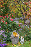 Herbstliche Blumenbeete mit Dahlien (Dahlia) und Herbstastern, Pflaumenbaum (prunus), Herbstlaub und Hund