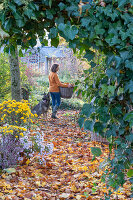 Frau bei der Gartenarbeit im Herbst, mit Schäferhund, Herbstchrysanthemen (Chrysanthemum) und Hedera (Efeu)