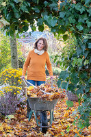 Woman gardening in autumn, autumn chrysanthemums (Chrysanthemum) and hedera (ivy)