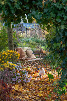 Sitzplatz im Garten mit Herbstchrysanthemen (Chrysanthemum), Hedera (Efeu), Herbstlaub und Hund