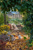 Sitzplatz im Garten mit Herbstchrysanthemen (Chrysanthemum), Hedera (Efeu), Herbstlaub und Hund