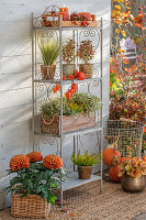 Herbstliches Wandregal mit Kerzen, Lampionblume (Physalis Alkekengi), Besenheide (Calluna vulgaris) 'Sunset Line', Hagebutten der Kartoffel-Rose (Rosa rugosa), Mühlenbeckia, Dickblatt (Sedum takesimense) 'Atlantis', Segge (Carex albula) 'Frosted Curls', Coprosma, Herbstchrysanthemen (Chrysanthemum) 'Cocori'