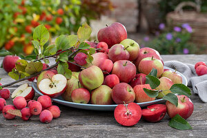 Apfelsorten, Apfel 'Topaz' (Malus domestica), Apfelsorte 'Roter Mond', Apfel 'Berner Rosenapfel' und Herbstapfel 'McIntosh', Zierapfel 'Red Sentinel' auf Tablett