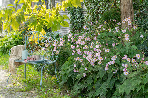 Herbstanemone (Anemone Hupehensis) in Blumenbeet und Trompetenbaum (Catalpa bignonioides)