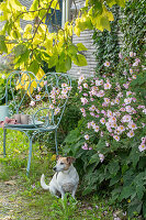 Herbstanemone (Anemone Hupehensis) in Blumenbeet und Trompetenbaum (Catalpa bignonioides) in Garten mit Hund