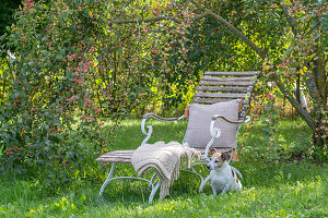 Deck chair in autumn garden under ornamental apple tree and dog
