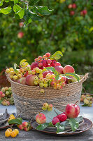 Table decoration with apples (Malus Domestica), ornamental apples 'Golden Hornet', 'Red Sentinel' and 'Evereste' in a wicker basket, fruit harvesting