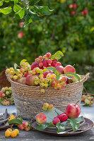 Tischdeko mit Äpfeln (Malus Domestica), Zieräpfel 'Golden Hornet', 'Red Sentinel' und 'Evereste' in Weidenkorb, Obsternte