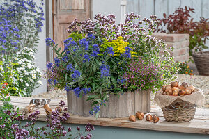 Flower box with bearded flower 'Heavenly Blue' (Caryopteris), goldenrod (Solidago), origano, quiver flower 'Cuphoric Pink' (Cuphea), sugar myrtle (Cuphea ramosissima)