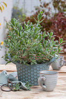 Rock rose Cistus in a pot on a patio table