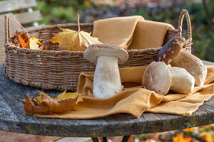 Gemeine Steinpilze (Boletus edulis) in Weidenkorb