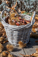 Edelkastanien (Castanea Sativa) bei der Ernte in Weidenkorb