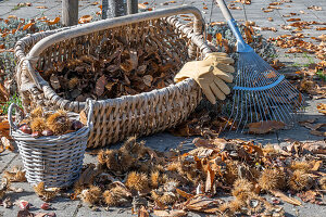 Sweet chestnuts (Castanea Sativa) being harvested in a wicker basket