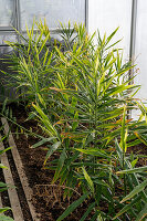 True galangal (Alpinia officinarum) in greenhouse