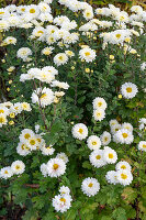 Herbstchrysantheme 'Gräfenhausen' (Chrysanthemum) blühend im Beet