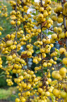 Ornamental apple 'Butterball' hanging from tree