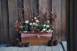 Christmas roses with dried beech, fern and larch twigs in an old wooden box