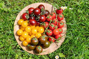 Colourful cocktail tomatoes on a wooden plate in the grass