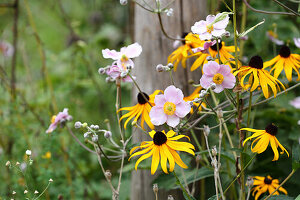 Autumn anemone and black-eyed rudbeckia