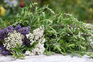 Wild herbs for the first-aid kit
