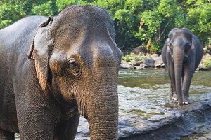 Elefanten werden im Fluss gebadet; Tad Lo, Laos