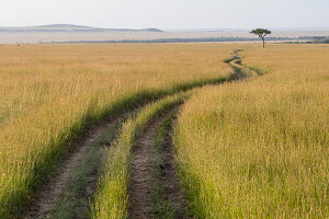 Afrika, Kenia, Masai Mara Nationalreservat. Savanne mit Reifenspuren.