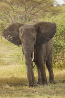 Afrikanischer Elefant, Loxodonta africana, Serengeti-Nationalpark, Tansania, Afrika
