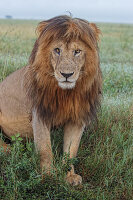 Ausgewachsener Schwarzmähnenlöwe, Serengeti-Nationalpark, Tansania, leo
